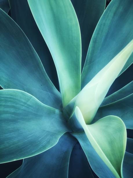 istock Agave Attenuata - Color Portrait Format 1201529209