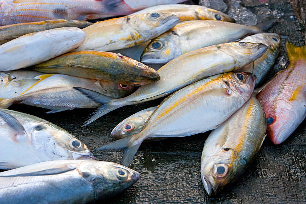 dead pesce tropicali - fish catch of fish seafood red snapper foto e immagini stock