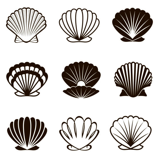 deniz kabukları seti - sarmal deniz kabuğu illüstrasyonlar stock illustrations