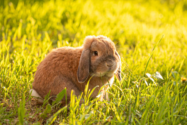 Little lop-eared rabbit sits on the lawn. Dwarf rabbit breed ram at sunset sun. Summer warm day. stock photo