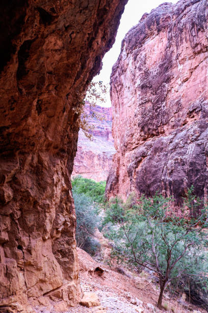 istock In the Grand Canyon AZ 1201533933