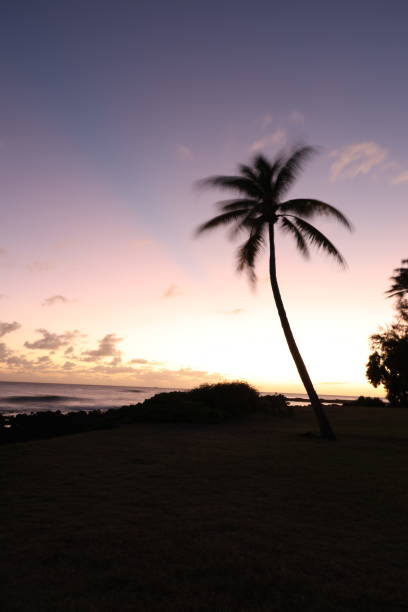 istock Lone palm tree at sunset on Kauai 1201534051