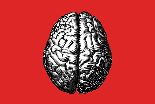 Black and white engraving drawing human brain top view in woodcut hard line style isolated on red background
