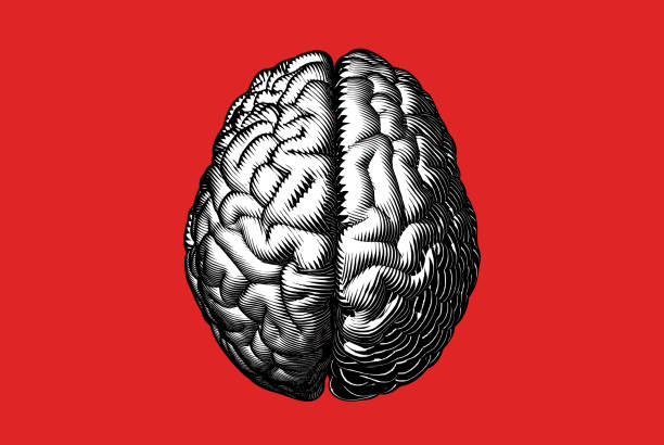 單色雕刻大腦在紅色bg上分離 - 在頂部 插圖 幅插畫檔、美工圖案、卡通及圖標