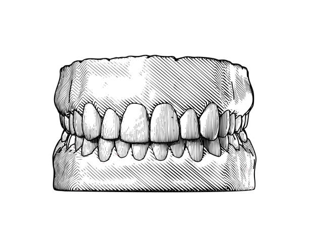 흰색 bg에 빈티지 인간의 치아와 껌 그림 - sketch skull people anatomy stock illustrations