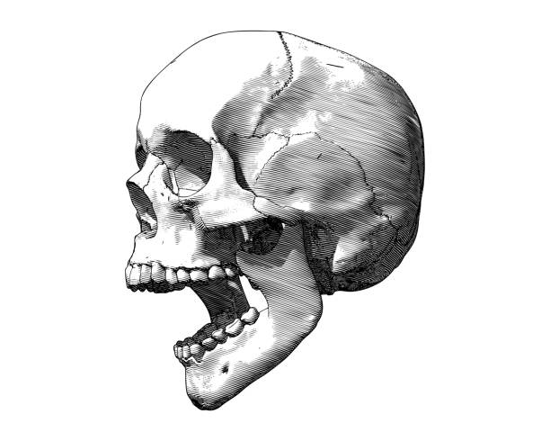Engraved screaming skull drawing isolated on white BG Monochrome engraving drawing human skull open mouth jaw side view illustration isolated on white background shouting illustrations stock illustrations