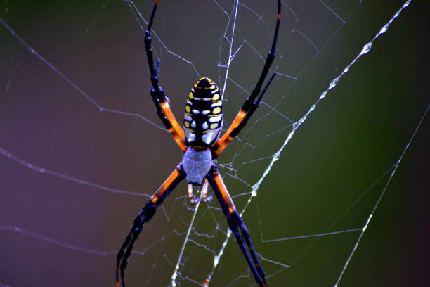 istock Macro of Golden Silk Orb Weaver 1201536534