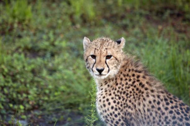 istock Young cheetah in the grass 1201536756
