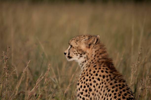 istock Cheetah looking into the distance 1201536826
