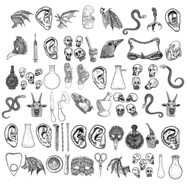 ilustraciones, imágenes clip art, dibujos animados e iconos de stock de elementos de símbolo de alquimia dibujados a mano conjunto. oreja humana, ala de vampiro, pierna de pájaro, tijeras, botella con poción, clavo, mortero, pestillo, cabeza de cuervo, serpiente, cabra, cráneos, máscara, bandera de piedra, pájaro muerto, - occultism