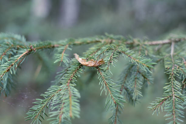 macro images of pine needle lake puelo - chubut - argentina