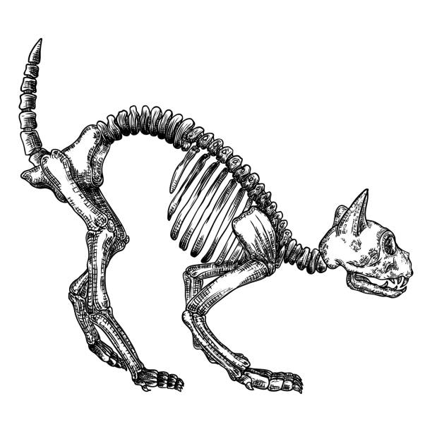 istock Cat predator skull. Dead animal engraving hand drawing head skull skeleton. Sketch Boho style tattoo. Vector. 1201538958