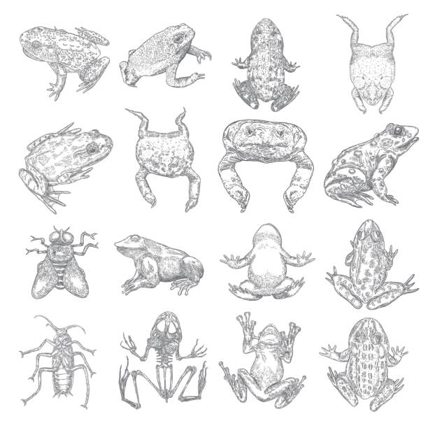 Set of witchcraft magic, occult attributes decorative elements. Frog, toad, animal skeleton, cockroach, fly, reptile. Set for Halloween. Vector. Set of witchcraft magic, occult attributes decorative elements. Frog, toad, animal skeleton, cockroach, fly, reptile. Set for Halloween. Vector. frog illustrations stock illustrations
