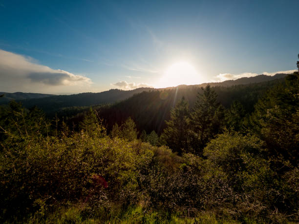 istock Wide angle shot of Muir Woods 1201540685
