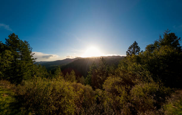 istock Wide angle shot of Muir Woods 1201540697