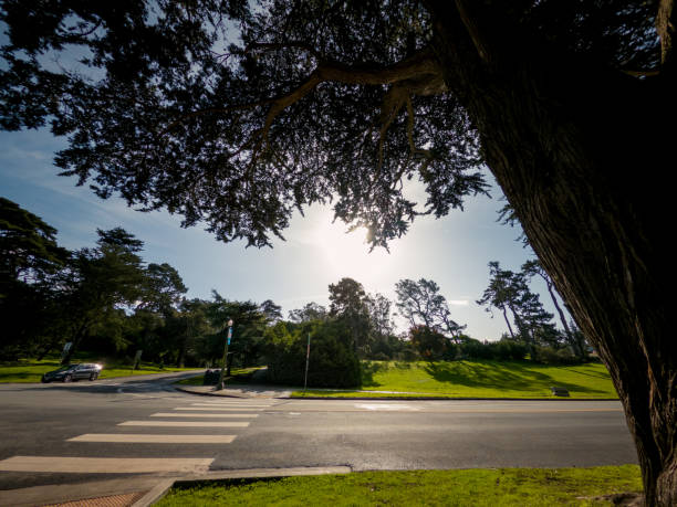 istock Walking paths in golden gate park 1201540790