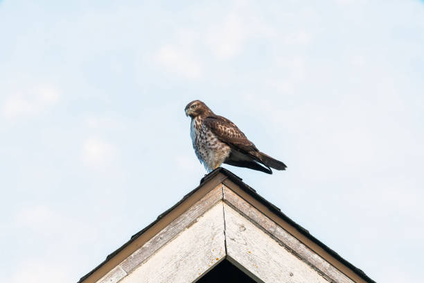 istock A cooper's Hawk landed on the roof, Delta, BC, Canada 1201540950