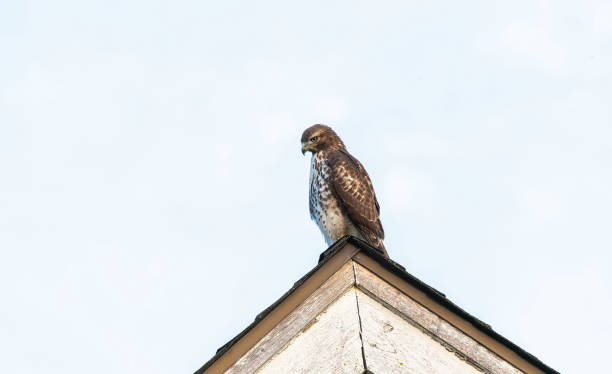 istock A cooper's Hawk landed on the roof，   Delta, BC, Canada 1201540954