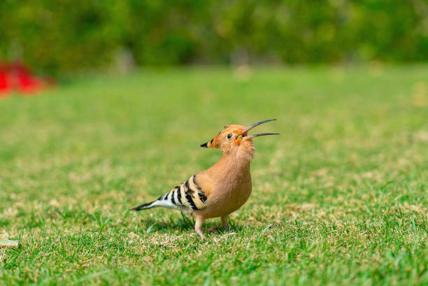 hoopoe eurasiatico (upupa epops) con becco aperto che si nutre di un prato verde in egitto. bella piccola fotocamera facong per uccelli in messa a fuoco morbida. - hoopoe bird feeding young animal foto e immagini stock