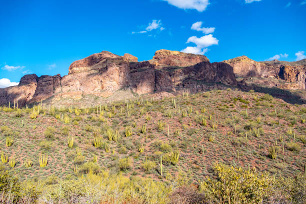 cactus del desierto de sonora de arizona se destacan como un vasto ejército silencioso en organ pipe cactus national monument - organ pipe cactus fotografías e imágenes de stock