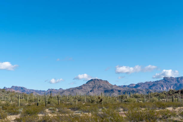 cactus del desierto de sonora de arizona se destacan como un vasto ejército silencioso en organ pipe cactus national monument - organ pipe cactus fotografías e imágenes de stock