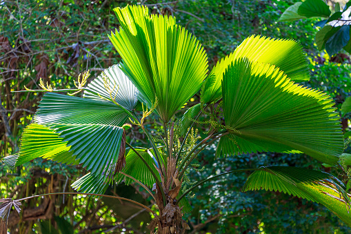 A ruffled fan palm