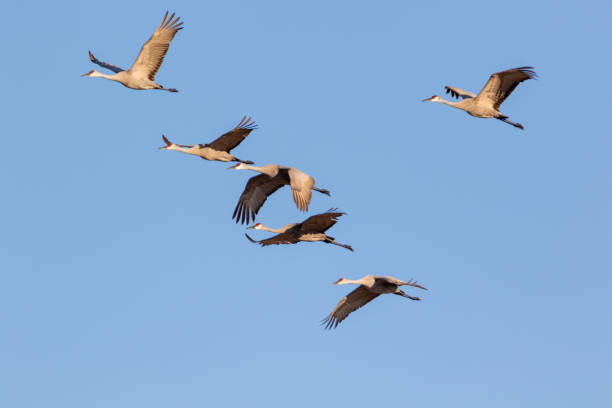 istock Flock of Sandhill Cranes Flying 1201549921