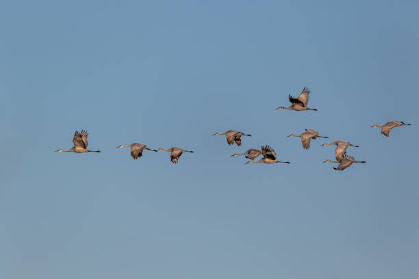 istock Flock of Sandhill Cranes Flying 1201549935
