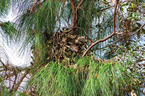 An Eastern gray squirrel looking out of a drey nest