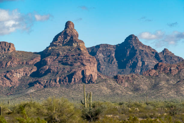 los cactus del desierto de sonora de arizona se eparecen como un vasto ejército silencioso en el monumento nacional organ pipe cactus - organ pipe cactus fotografías e imágenes de stock