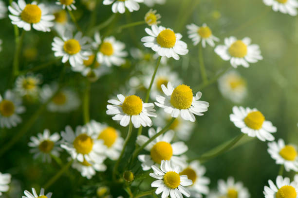istock Organic Chamomile (Chamaemelum nobile L.). on natural plantation field. 1201550930