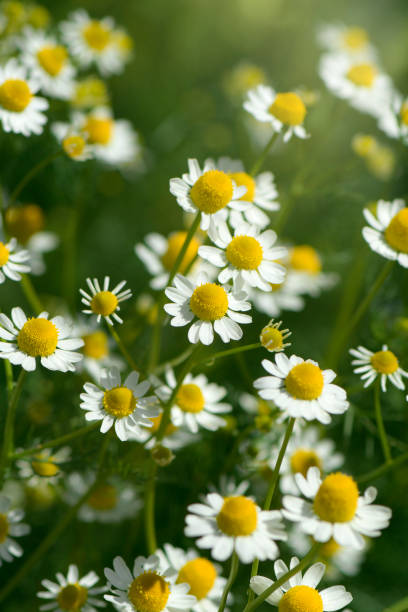 istock Organic Chamomile (Chamaemelum nobile L.). on natural plantation field. 1201550932