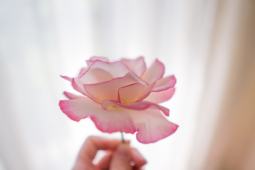 Closeup woman hand  holding delicate pink rose flower, selective focus