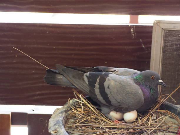 istock Pigeon hatching eggs.Pigeon with little eggs 1201561355