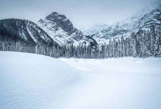 istock Dark Prince Kananaskis, Alberta. 1201564692