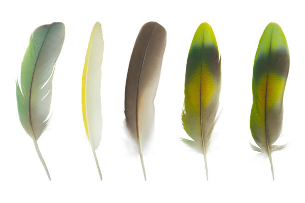 istock Beautiful colorful collection feather isolated on white background 1201564965