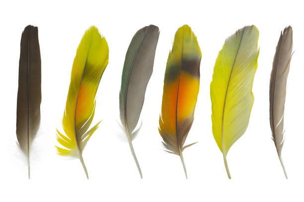 istock Beautiful colorful collection feather isolated on white background 1201564970