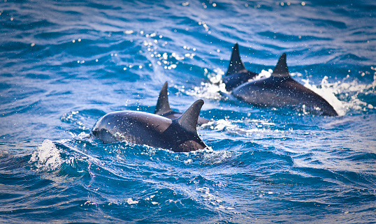 A pod of spinner dolphins in the Hawaiian island, photo taken in the Na Pali Coast of the island of Kauai, Hawaii.