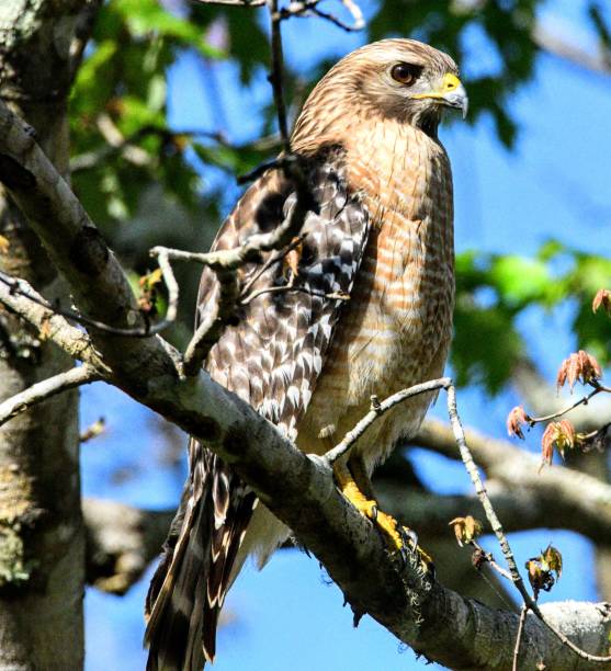 istock Wildlife in Florida 1201566145