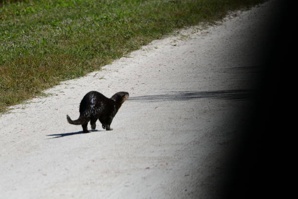 istock Wildlife in Florida 1201566249