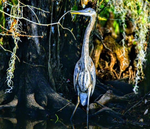 istock Wildlife in Florida 1201566456
