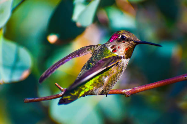 breathtaking annas hummingbird resting - bird hummingbird flying annas hummingbird imagens e fotografias de stock