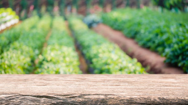 haut de table en bois vide et arbre vert et légume brouillé dans les fermes agricoles. arrière-plan - peut être utilisé pour l'affichage ou le montage de vos produits. - focus tree leaf freshness photos et images de collection