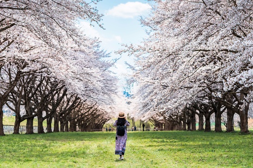 Asian beautiful young woman walking and take photo in green grass garden with sakura and cherry blooming tree landscape background.Concept of travel in spring season of japan.