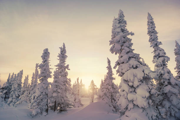 istock Sunset above frozen snow cowered pine trees forest, cold winter day 1201567406