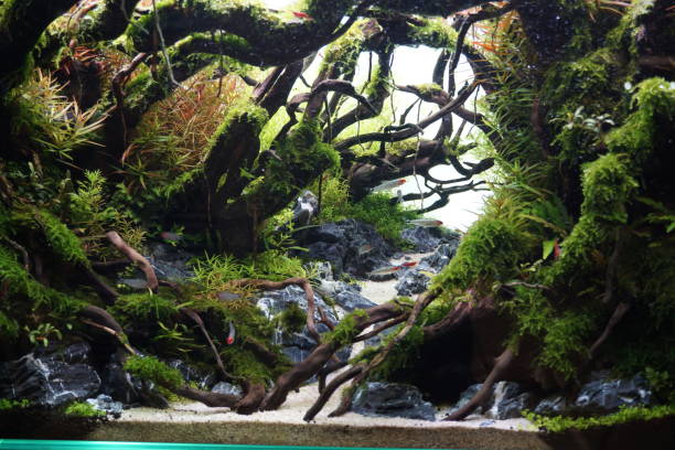 istock Beautiful aquarium planted fish tanks. 1201567490