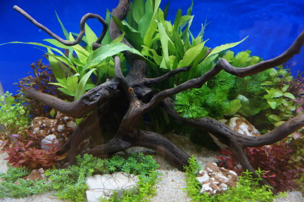 istock Aquarium with professional wood design 1201567506