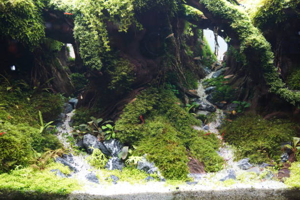 istock Beautiful aquarium planted fish tanks. 1201567515