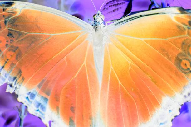 istock Fantasy Morpho Butterfly in flower garden 1201569543