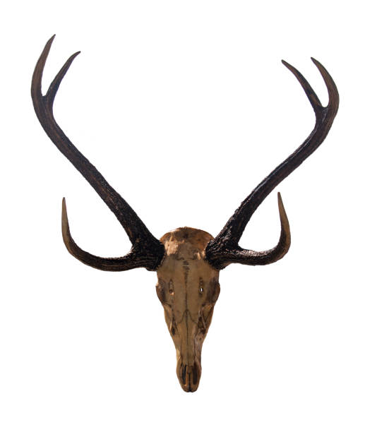 白い背景に孤立した頭蓋骨を持つ美しい角 - antler stag trophy animal skull ストックフォトと画像